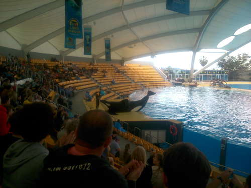 Teneriffa - Loro Parque Tenerife - Orca Show Teneriffa - Loro Parque Tenerife - Orca Show