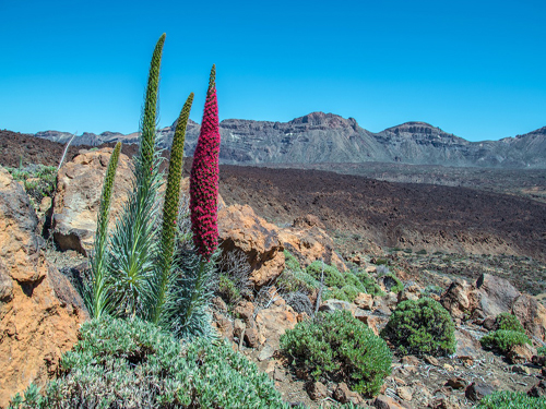 Teneriffa - Mondlandschaft - Pico del Teide Teneriffa - Mondlandschaft - Pico del Teide