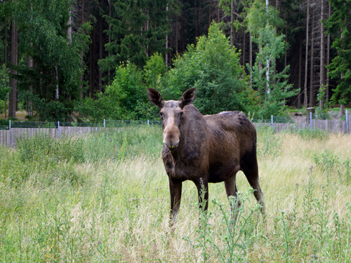 Harz - Wanderungen - Juli 2020