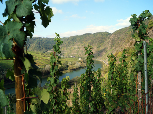 Mosel Weinberge Reisebericht Mosel Weinberge Reisebericht