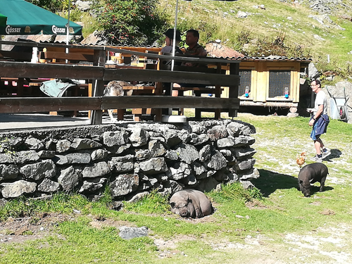 Wanderung zum Schwarzensee - Putzentalalm Wanderung zum Schwarzensee - Putzentalalm