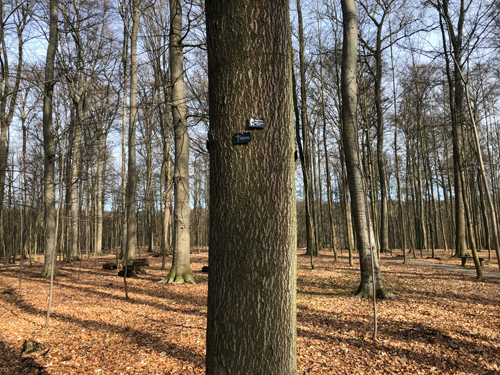 Schweriner RuheForst auf Schelfwerder März Schweriner RuheForst auf Schelfwerder März
